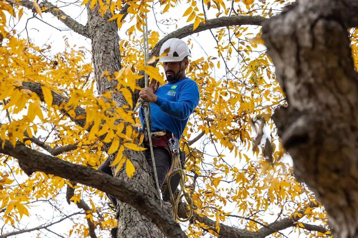 Skilled Tree Trimming crew working in Belfry