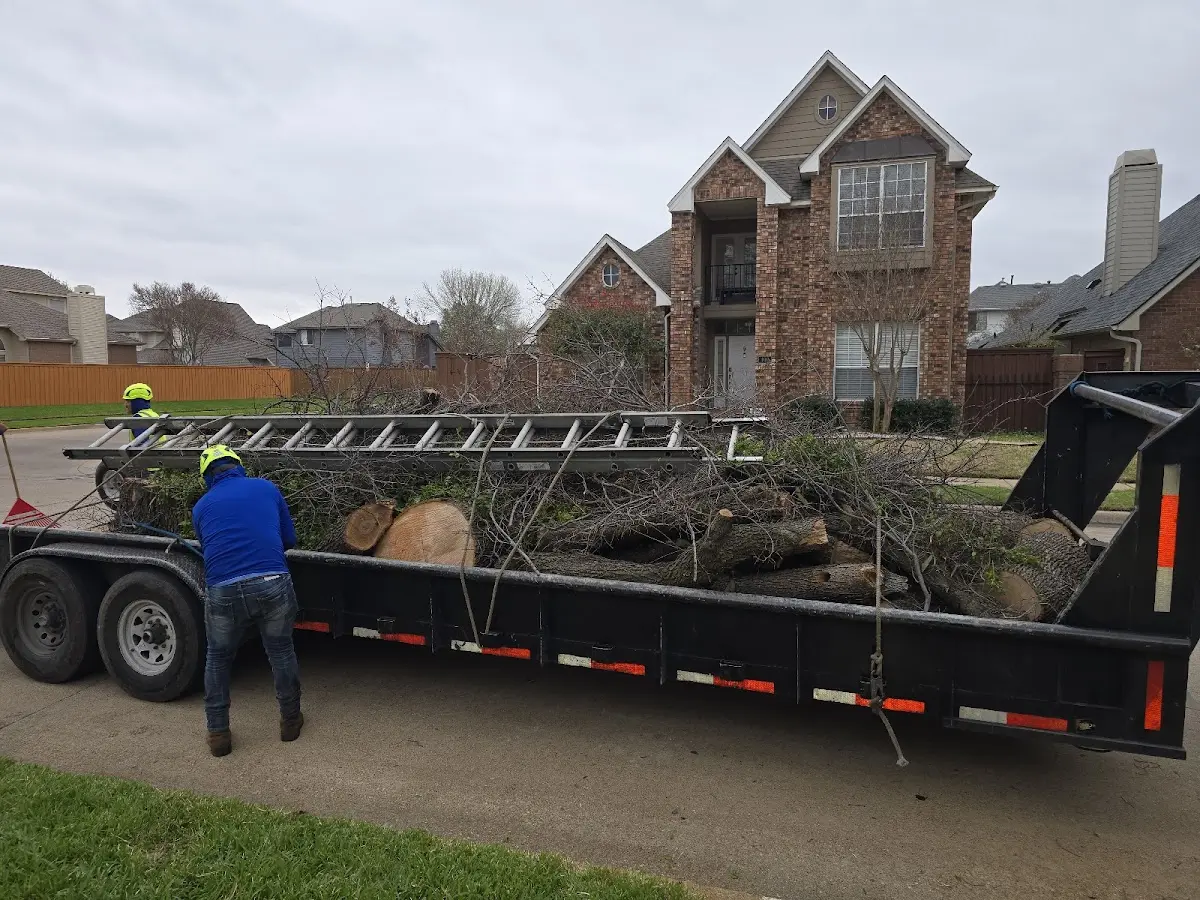 Expert Crown Reduction with proper safety equipment in Belfry